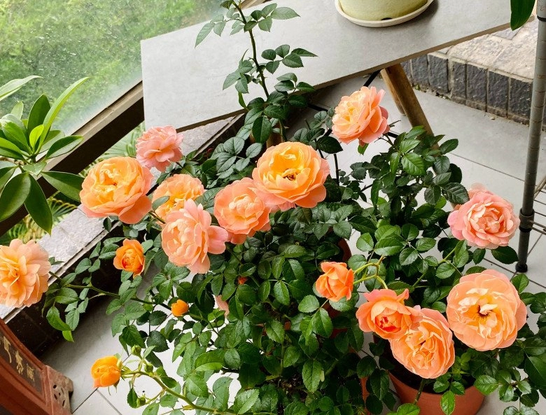 Có 2 mẹo nhỏ khi trồng hoa hồng đảm bảo chồi khỏe nụ nhiều hoa nở to như cái bát - 1