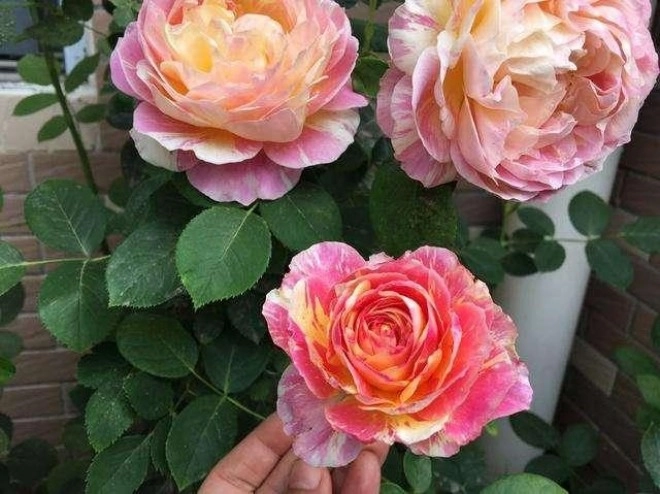 Có 2 mẹo nhỏ khi trồng hoa hồng đảm bảo chồi khỏe nụ nhiều hoa nở to như cái bát - 2