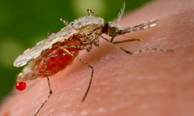 Đang dịch sốt xuất huyết bùng phát vận dụng ngay những mẹo này muỗi sạch bóng không dám vào nhà - 1