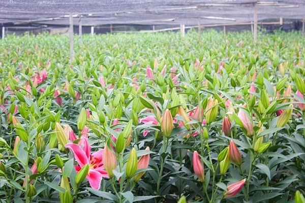 Hoa ly - phân loại ý nghĩa cách trồng và chăm sóc - 3