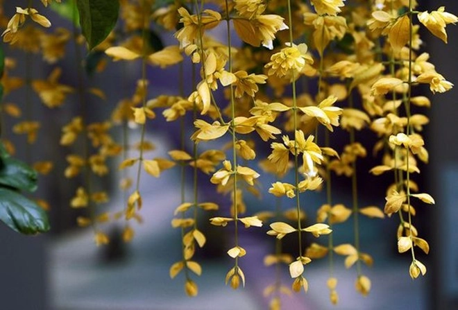 Loài hoa tài lộc phú quý này giá chỉ 100000 đồngcây mua về trồng được ngắm hoa đẹp quanh năm - 2