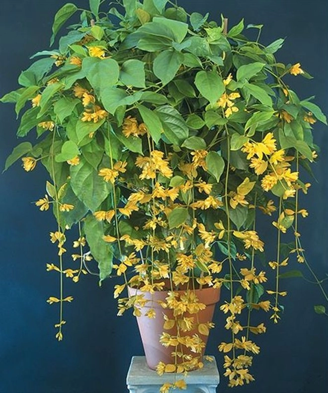 Loài hoa tài lộc phú quý này giá chỉ 100000 đồngcây mua về trồng được ngắm hoa đẹp quanh năm - 4