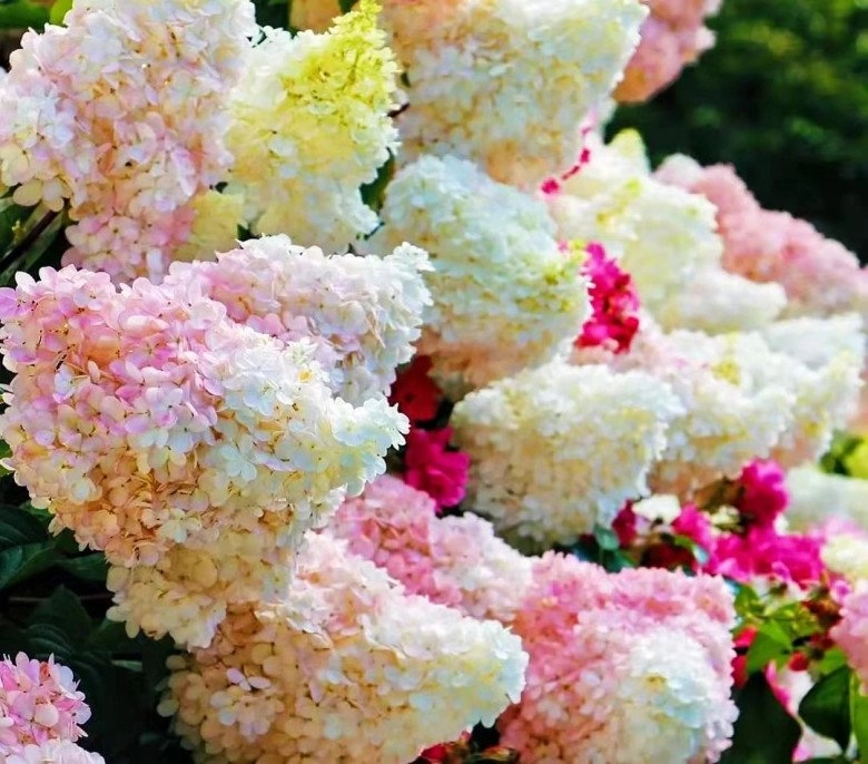 Loài hoa thịnh vượng này nhìn như que kem khổng lồ trồng trong vườn vừa thơ mộng vừa sang trọng - 1