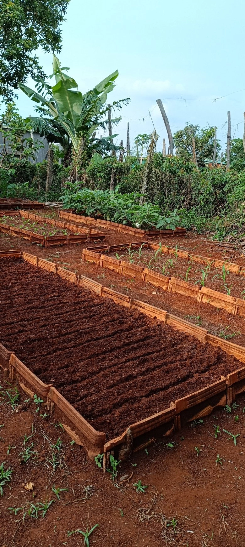 Nam công nhân tan ca tự trồng rau phục vụ bữa ăn hàng ngày chia sẻ bí quyết mát tay nhờ khâu làm đất - 4
