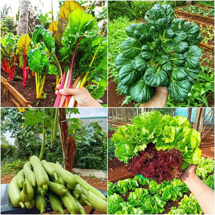 Nam công nhân tan ca tự trồng rau phục vụ bữa ăn hàng ngày chia sẻ bí quyết mát tay nhờ khâu làm đất - 7