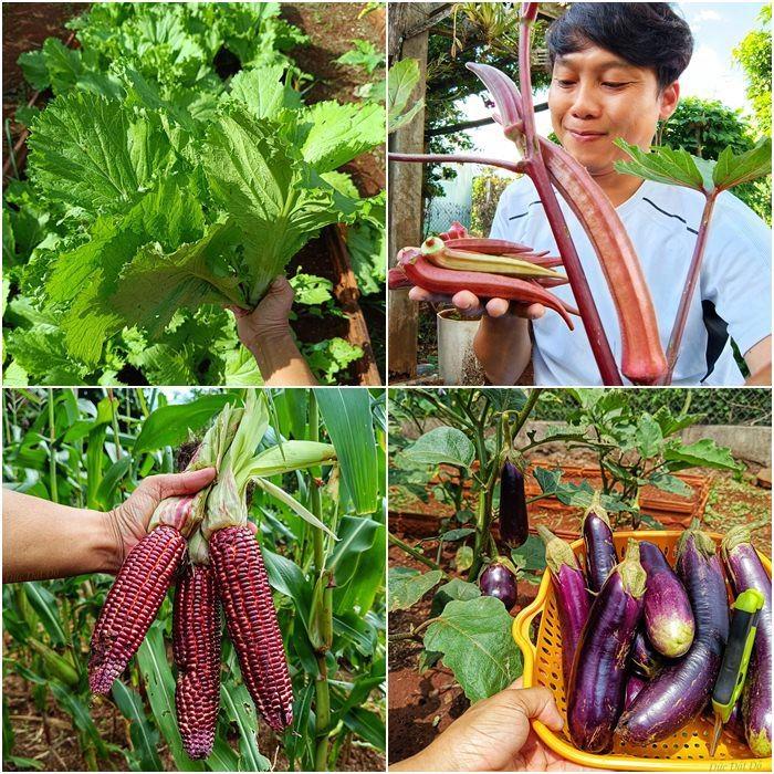 Nam công nhân tan ca tự trồng rau phục vụ bữa ăn hàng ngày chia sẻ bí quyết mát tay nhờ khâu làm đất - 8