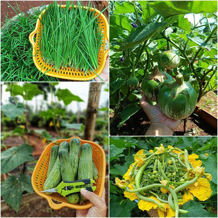 Nam công nhân tan ca tự trồng rau phục vụ bữa ăn hàng ngày chia sẻ bí quyết mát tay nhờ khâu làm đất - 9