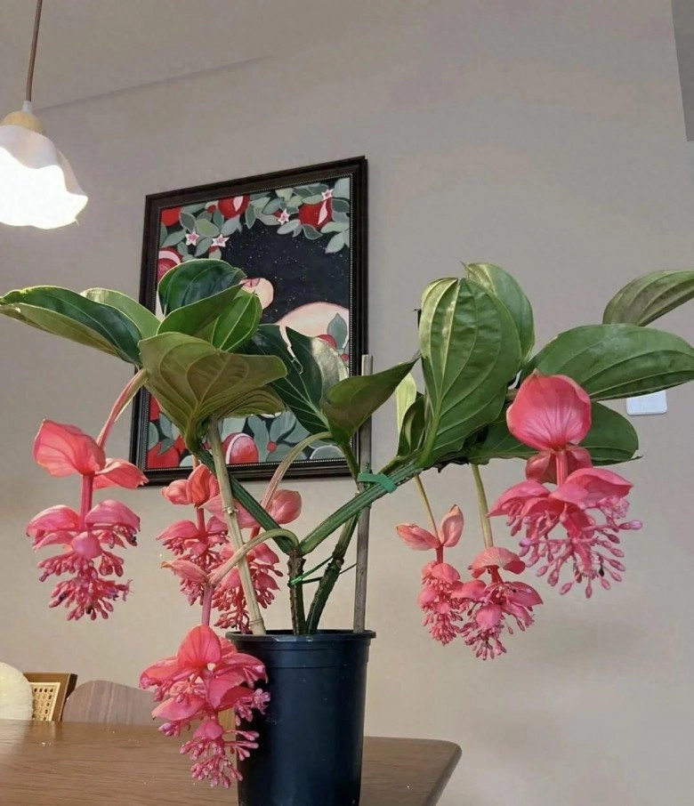 Phòng khách nhà giàu thường có 3 loại hoa này vừa đẹp vừa sang trồng một chậu sáng rực cả góc phòng - 1