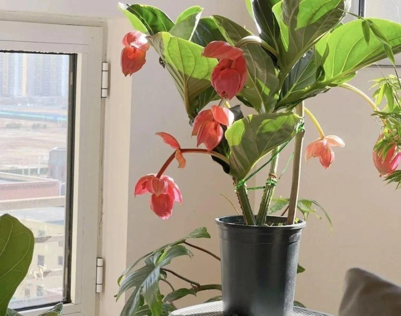 Phòng khách nhà giàu thường có 3 loại hoa này vừa đẹp vừa sang trồng một chậu sáng rực cả góc phòng - 2