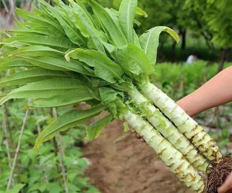 Ruột của cây này phơi khô bán đắt hơn thịt bổ ngang nhân sâm ăn vào giòn giòn như sứa - 1