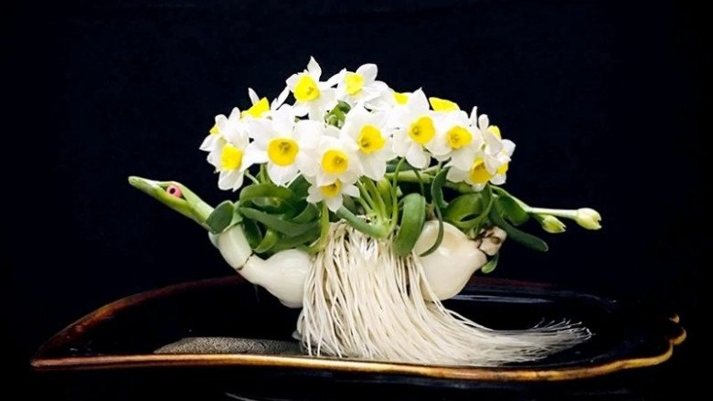 Hoa thủy tiên có thực sự độctại sao nhiều người thích đặt một chậu hoa thủy tiên trong nhà vào dịp tết - 6