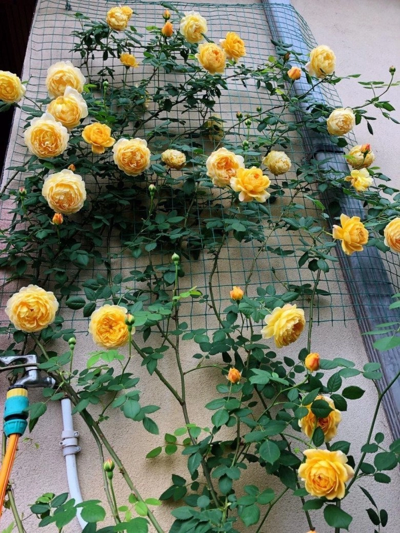 Khi trồng hoa hồng hãy nhớ 4 chữ này để hoa nở nhiều nở thường xuyên - 1