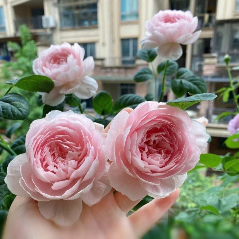 Khi trồng hoa hồng hãy nhớ 4 chữ này để hoa nở nhiều nở thường xuyên - 3