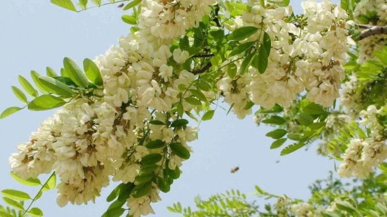 Loại cây bóng mát có hoa giá tới 180000 đồngkg trồng trước nhà còn giúp rước lộc - 4