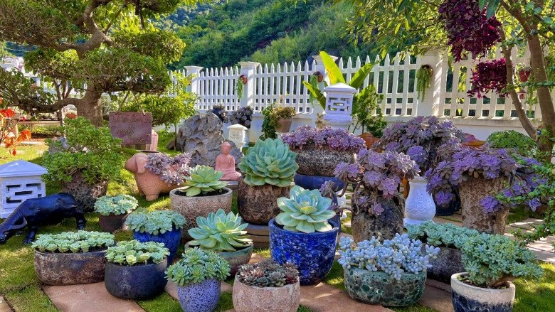 10x trồng sen đá để tưởng niệm bà nội nay khu vườn có tới 800 chậu với 200 loại khác nhau - 10
