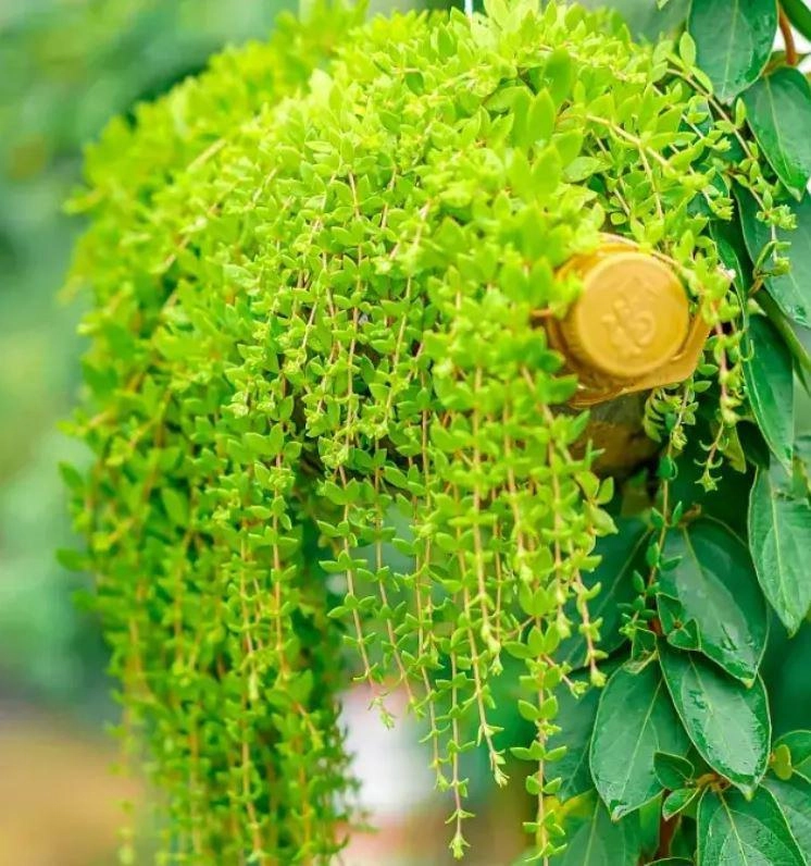 2 loại cây cảnh có thể ăn như rau rất thích hợp trồng ở ban công cực dễ chăm sóc - 3