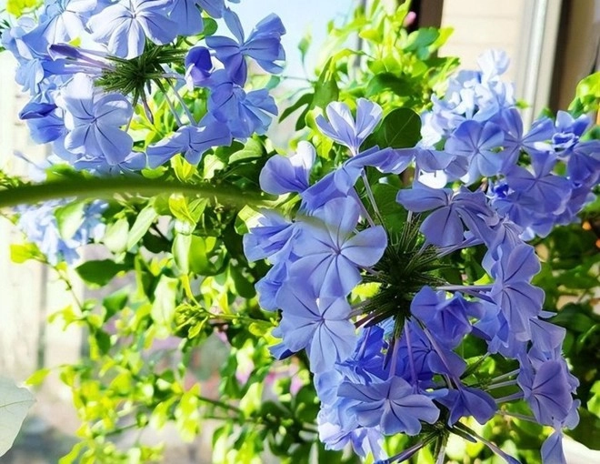 3 loài hoa màu xanh rất được lòng thần tài nở 200 ngày mỗi năm ban công nhỏ đến mấy cũng trồng được - 1