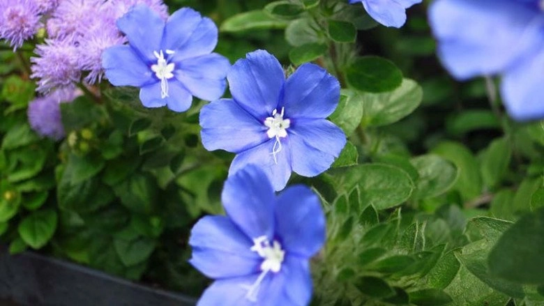 3 loài hoa màu xanh rất được lòng thần tài nở 200 ngày mỗi năm ban công nhỏ đến mấy cũng trồng được - 3
