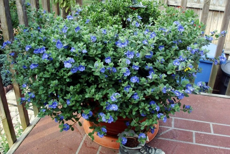 3 loài hoa màu xanh rất được lòng thần tài nở 200 ngày mỗi năm ban công nhỏ đến mấy cũng trồng được - 4