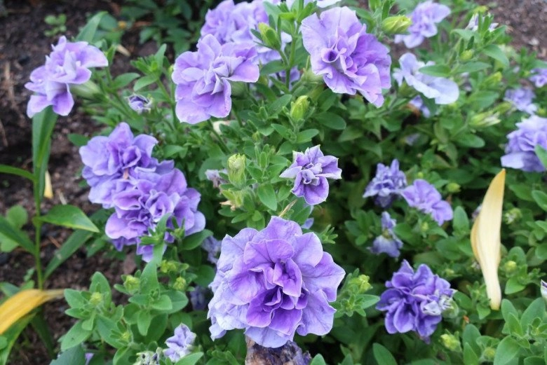 3 loài hoa màu xanh rất được lòng thần tài nở 200 ngày mỗi năm ban công nhỏ đến mấy cũng trồng được - 5