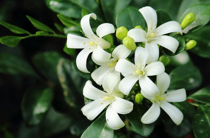 Cây này nở hoa 200 ngày mỗi năm thơm gấp 8 lần hoa quế trồng trước nhà giúp trừ xui cầu may - 3