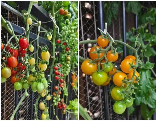 Cô gái trồng cà chua ở ban công tạo thành bức tường đầy màu sắc đẹp chẳng nỡ hái ăn - 1