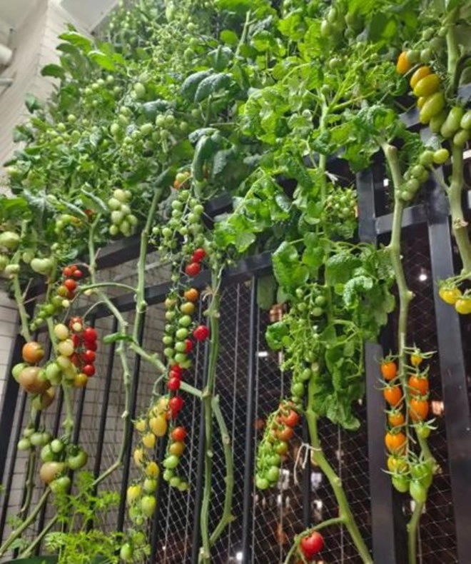Cô gái trồng cà chua ở ban công tạo thành bức tường đầy màu sắc đẹp chẳng nỡ hái ăn - 4