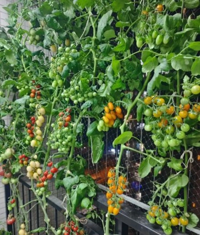 Cô gái trồng cà chua ở ban công tạo thành bức tường đầy màu sắc đẹp chẳng nỡ hái ăn - 5