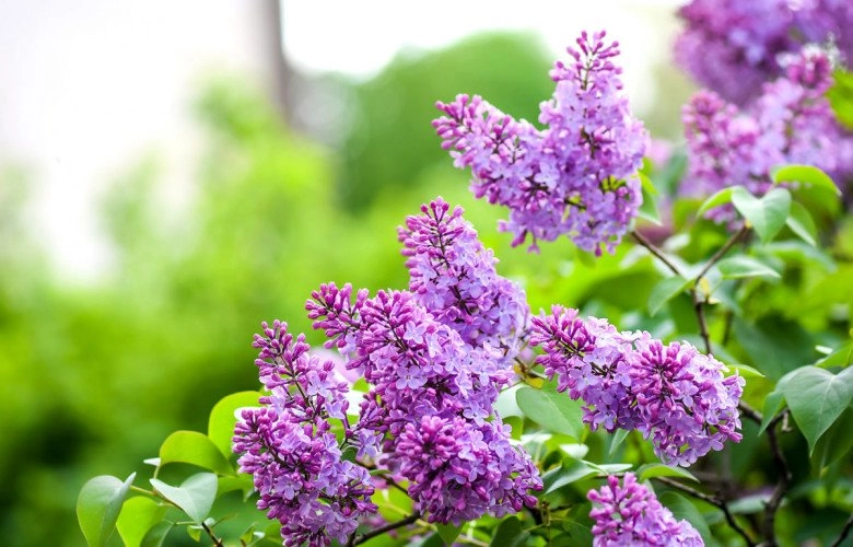 Loài hoa hạnh phúc này vừa đẹp vừa thơm trồng một cây sẽ rất tốt cho sức khỏe gia đình bình an - 2