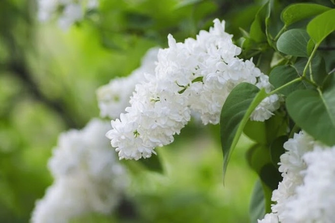 Loài hoa hạnh phúc này vừa đẹp vừa thơm trồng một cây sẽ rất tốt cho sức khỏe gia đình bình an - 3
