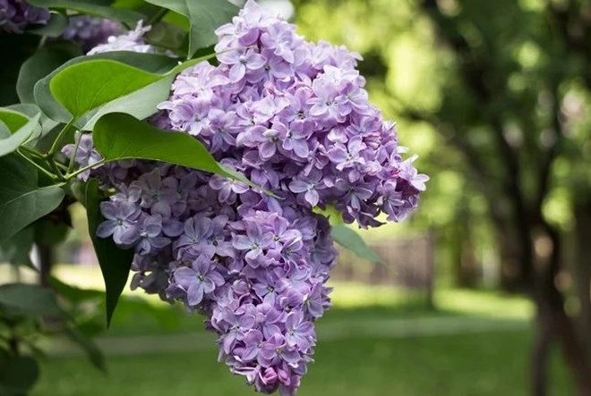 Loài hoa hạnh phúc này vừa đẹp vừa thơm trồng một cây sẽ rất tốt cho sức khỏe gia đình bình an - 4