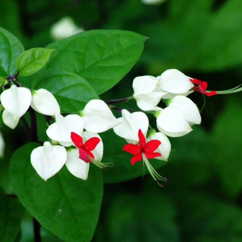 Loài hoa kiêu sa này nở quanh năm trồng một cây gia đình thịnh vượng gặp nhiều may mắn - 1