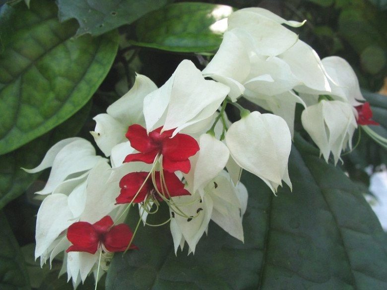 Loài hoa kiêu sa này nở quanh năm trồng một cây gia đình thịnh vượng gặp nhiều may mắn - 3