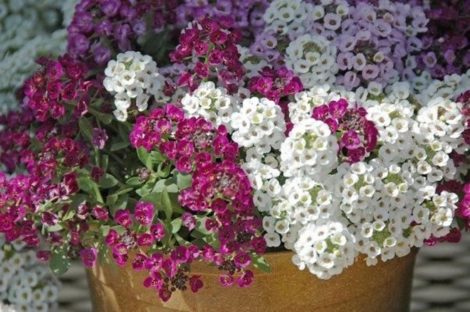 Loại hoa may mắn này đẹp dịu dàng tỏa hương thơm từ xuân đến thu trồng cực đơn giản - 2