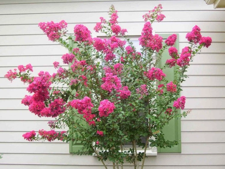 Loài hoa này bồng bềnh như mây hoa thơm nhẹ nhàng trồng trước nhà mang tới tài lộc cho gia đình - 2