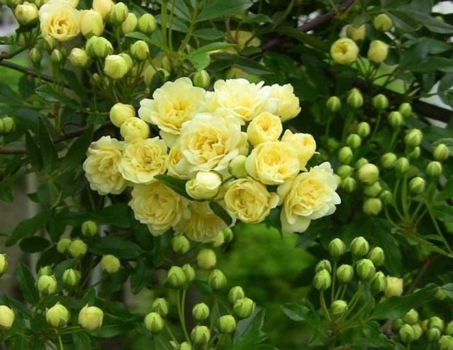 Loại hoa này sắc nước hương trời được mệnh danh là hoa thơm bậc nhất thế giới trồng trong sân mang đến sự bình an - 1