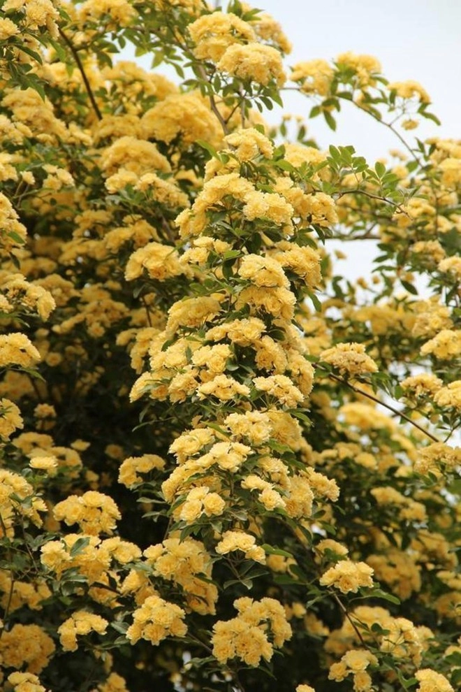Loại hoa này sắc nước hương trời được mệnh danh là hoa thơm bậc nhất thế giới trồng trong sân mang đến sự bình an - 3