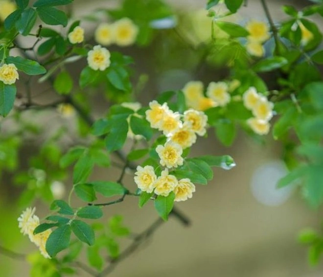 Loại hoa này sắc nước hương trời được mệnh danh là hoa thơm bậc nhất thế giới trồng trong sân mang đến sự bình an - 4