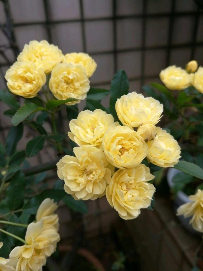 Loại hoa này sắc nước hương trời được mệnh danh là hoa thơm bậc nhất thế giới trồng trong sân mang đến sự bình an - 5
