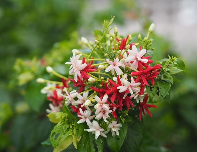 Loài hoa này tỏa hương nồng nàn trồng trước cổng sẽ tạo thành giàn hoa mang lại điềm lành cho gia đình - 1