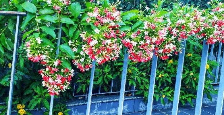Loài hoa này tỏa hương nồng nàn trồng trước cổng sẽ tạo thành giàn hoa mang lại điềm lành cho gia đình - 4