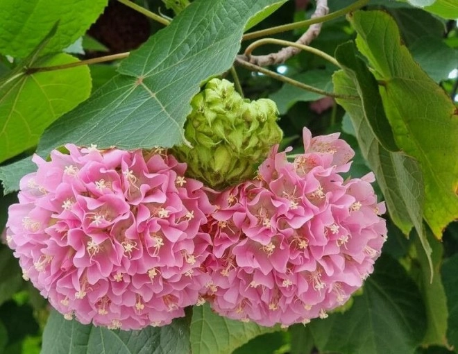 Loài hoa này tỏa mùi thơm ngọt ngào nở cả nghìn bông một lúc trồng cực đơn giản - 1