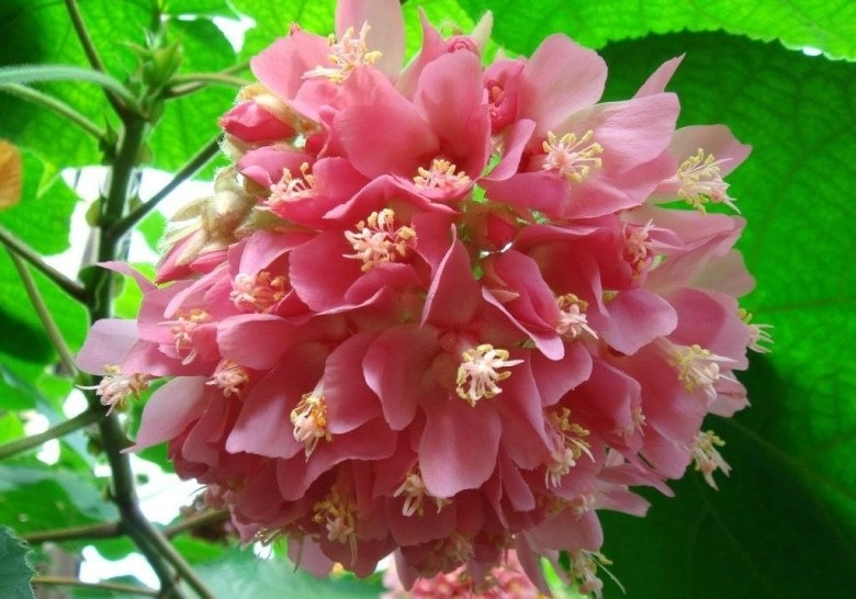 Loài hoa này tỏa mùi thơm ngọt ngào nở cả nghìn bông một lúc trồng cực đơn giản - 2