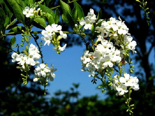 Loài hoa nghe tên đã thấy giàu sang vừa thơm vừa cho hoa quanh năm cắm cành vào đất 2 tuần liền bén rễ - 3