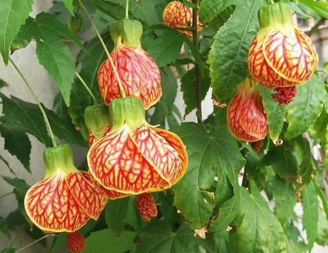 Loài hoa quý tộc này ra hoa quanh năm trồng một chậu mang đến may mắn cho cả gia đình - 1