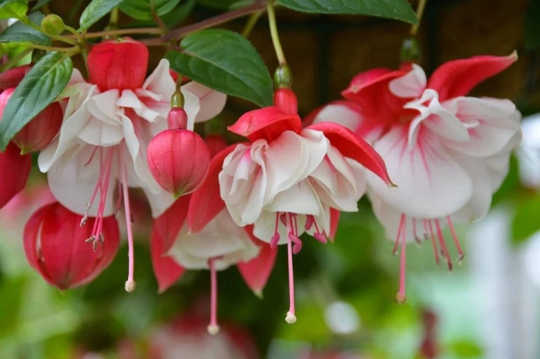 Loài hoa quý tộc này ra hoa quanh năm trồng một chậu mang đến may mắn cho cả gia đình - 2