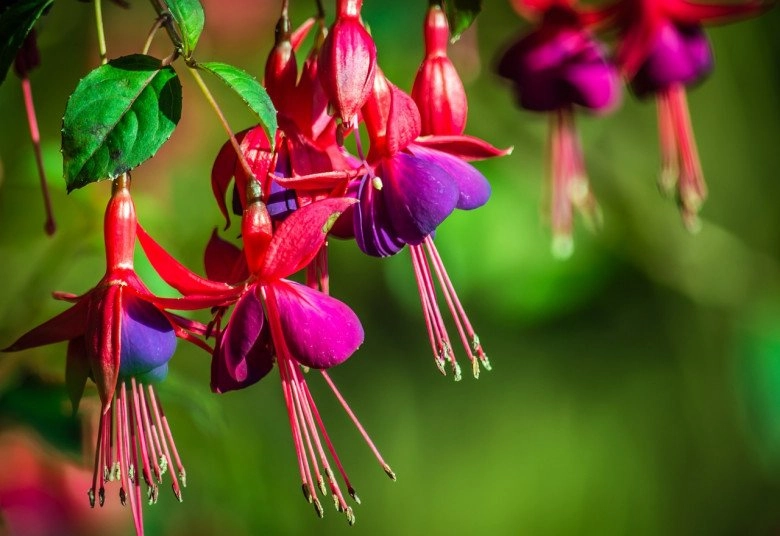 Loài hoa quý tộc này ra hoa quanh năm trồng một chậu mang đến may mắn cho cả gia đình - 3