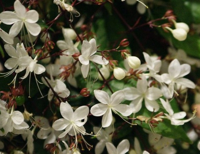 Loài hoa thịnh vượng này có hương thơm dịu dàng trồng trong nhà mang đến tài lộc cho gia đình - 1