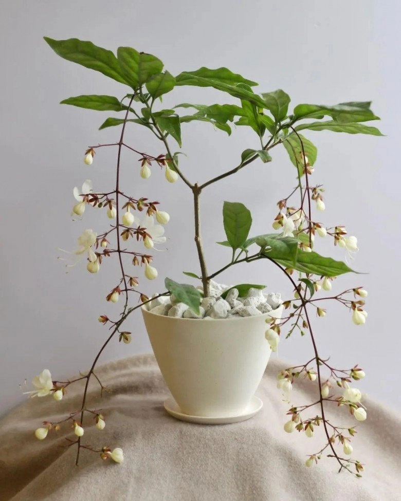 Loài hoa thịnh vượng này có hương thơm dịu dàng trồng trong nhà mang đến tài lộc cho gia đình - 3