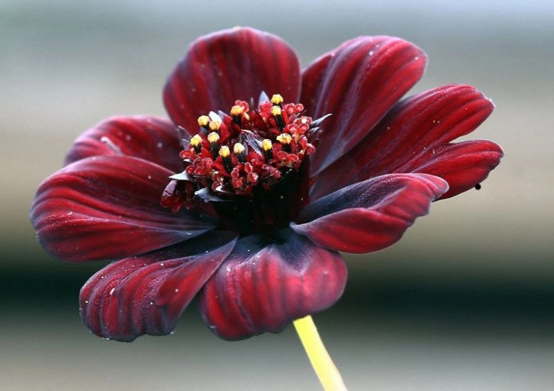 Loài hoa tình yêu này vừa đẹp vừa mang hương thơm ngọt ngào thuộc top những loại hoa thơm nhất thế giới - 2